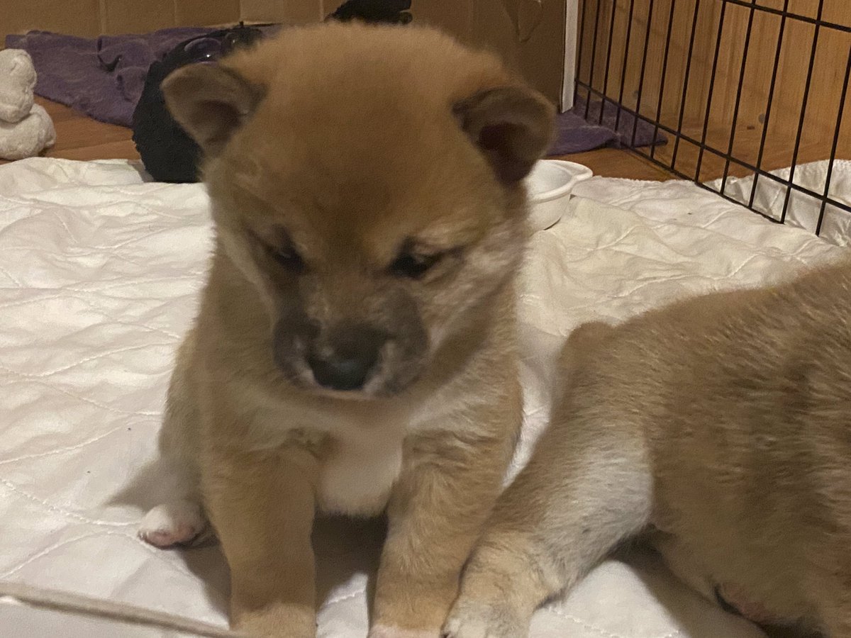 stash00's tweet photo. Here’s Ember at 3-4 weeks old. Love our Shiba Inu! https://t.co/k733agbh9d