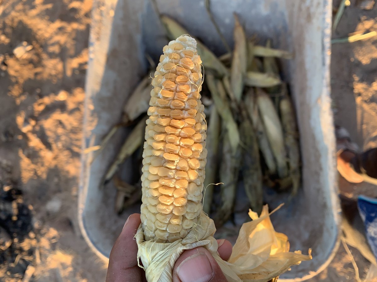 UtahDineBikeyah's tweet photo. Some families are now harvesting their ears of corn by steaming them in earth ovens to make steamed corn. There are many uses of steamed corn, which can be used in stews, and also steamed corn husks for ceremonial tobacco. #cornislife #indigenousfoodheals #bearsearsstrong 🐻👂🏽 https://t.co/qZWY5ie6HG