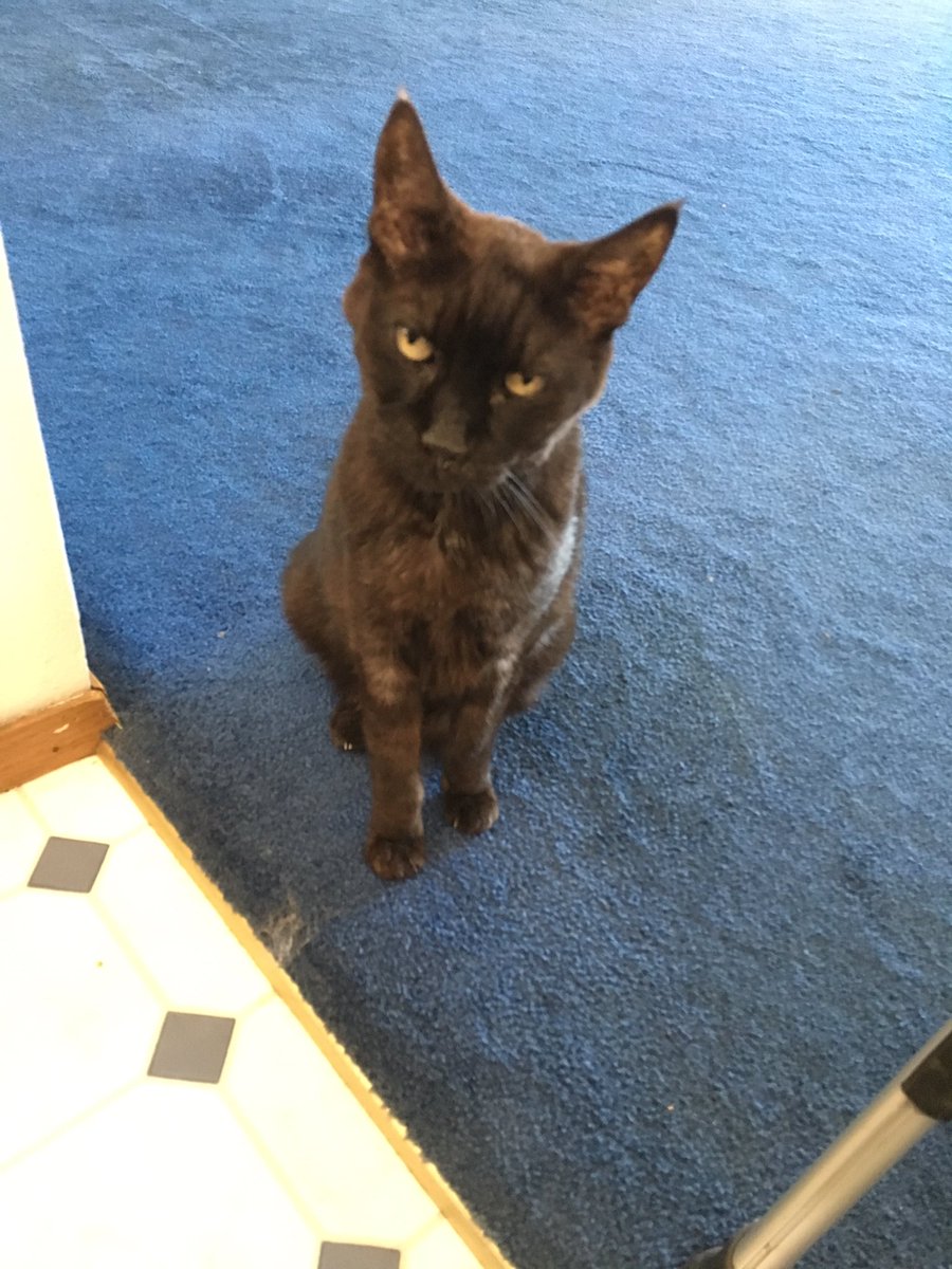 stash00's tweet photo. This year we had to say goodbye to 2 of our best friends, Mr. Clyde 18 yr old black kitty and Cashel, 12 yr old pup. https://t.co/WWSme1oKyS