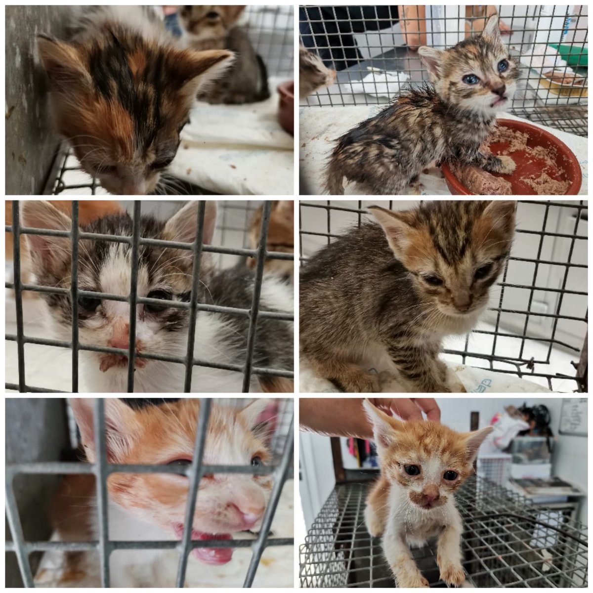 voluntacaad's tweet image. 🆘 ACOGIDAS URGENTES 🙏
Están llegando muchos gatitos al CAAD, y muy pequeños. No se pueden quedar en la jaula... 😿 Necesitamos con urgencia casas de acogida para ellos hasta que encuentren adoptantes. Si quieres y puedes ayudar 💖, escribe o llama al 687088841. ¡Muchas gracias!