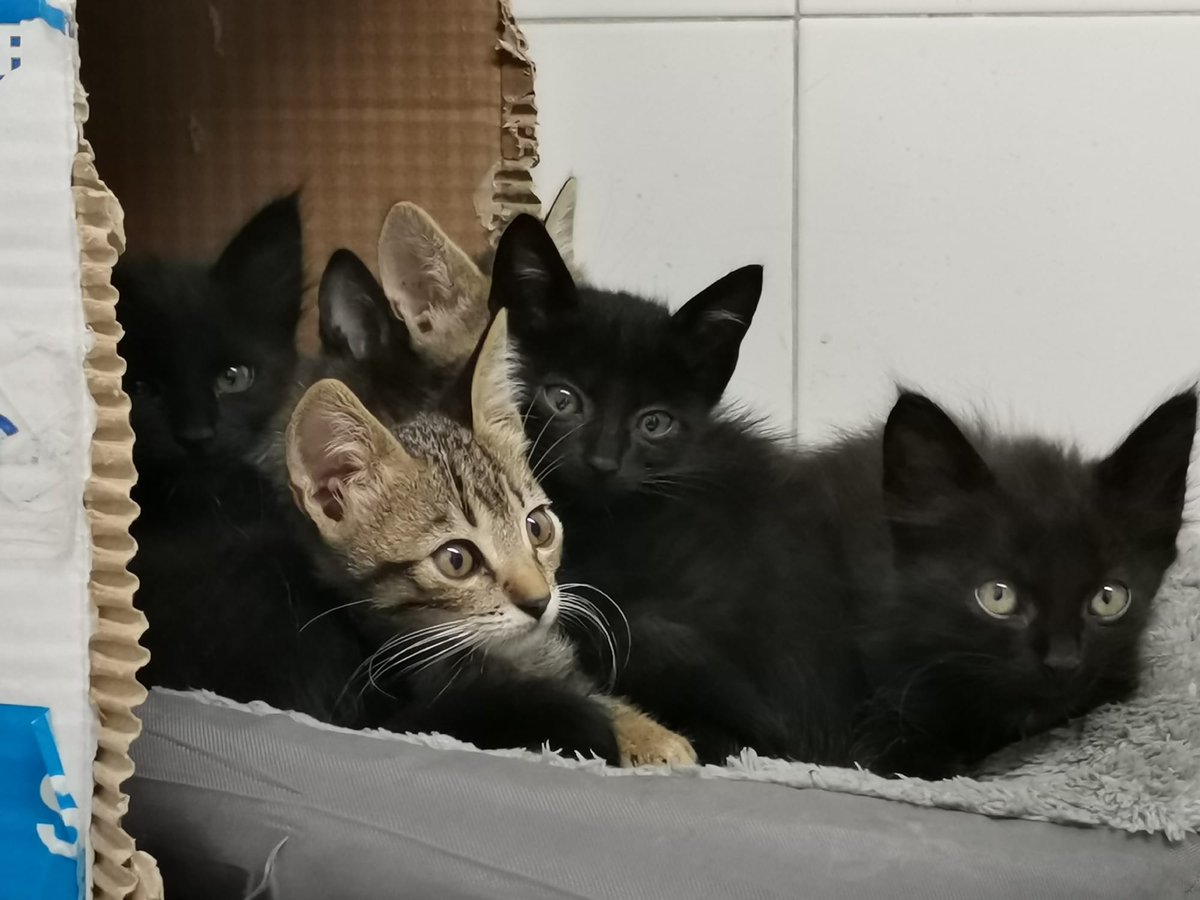 voluntacaad's tweet image. 🆘 ACOGIDAS URGENTES 🙏
Están llegando muchos gatitos al CAAD, y muy pequeños. No se pueden quedar en la jaula... 😿 Necesitamos con urgencia casas de acogida para ellos hasta que encuentren adoptantes. Si quieres y puedes ayudar 💖, escribe o llama al 687088841. ¡Muchas gracias!