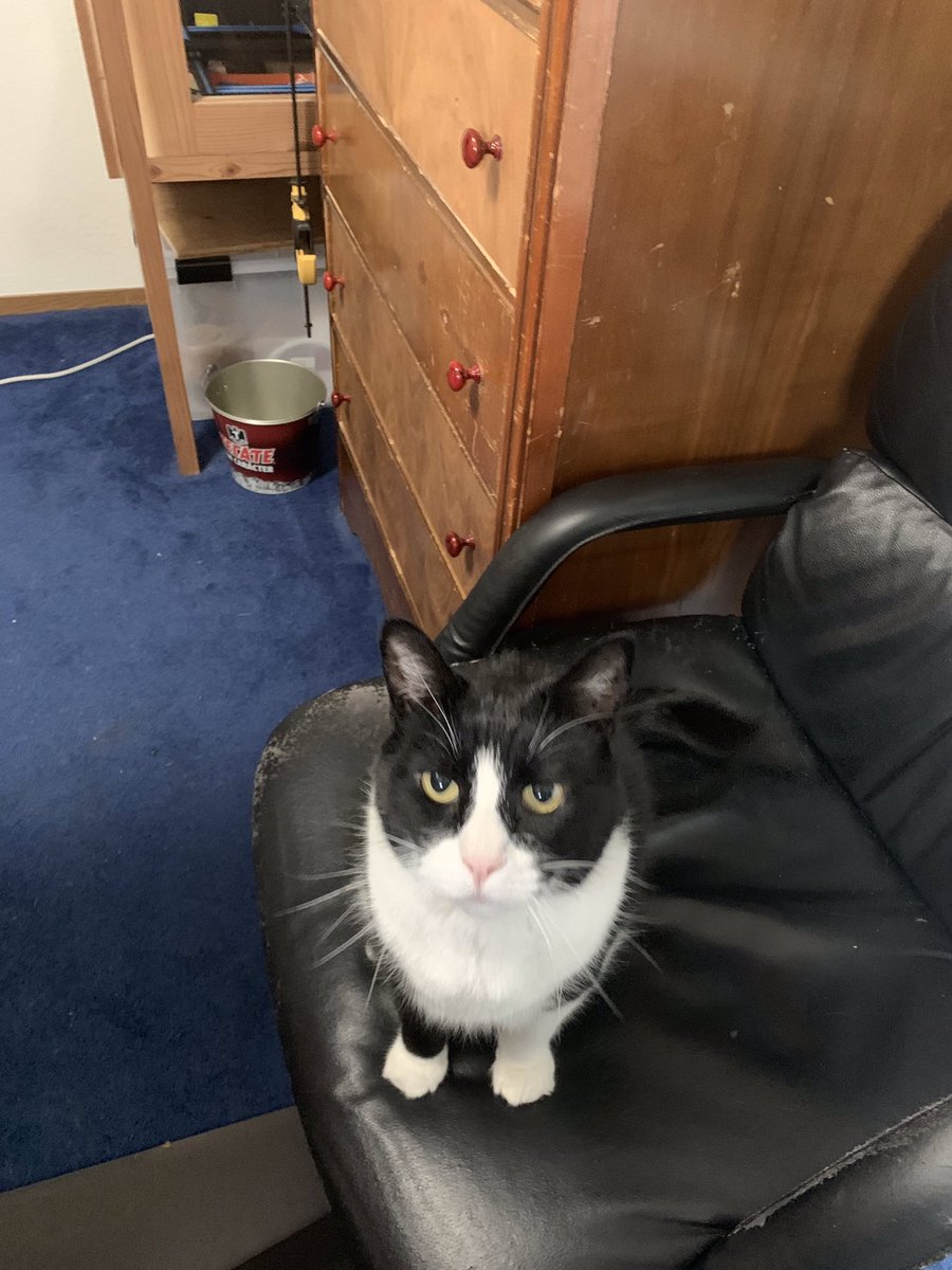 stash00's tweet photo. Meet handsome Oscar. Always lookin good in his tux! https://t.co/c68mUN9bmo
