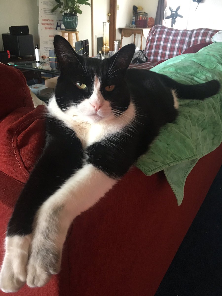 stash00's tweet photo. Meet handsome Oscar. Always lookin good in his tux! https://t.co/c68mUN9bmo