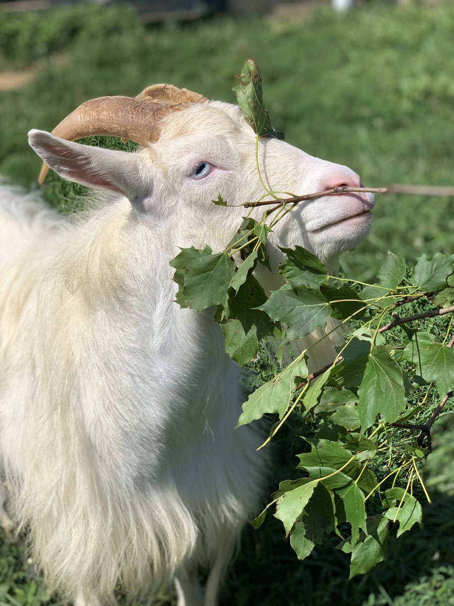 HockhocksonFarm's tweet photo. There is always something new to explore in nature! Curious Frankie and Levi check out some maple branches in the pasture.

#Hockhocksonfarm #TheDailySqueal #GrowKindness  #nature #snacktime #explore #sheep #goats #happyherd #MondayMotivation https://t.co/cEYpTwxk7f