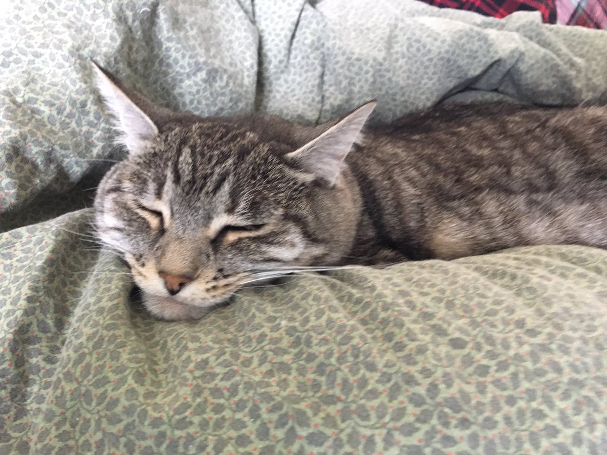 stash00's tweet photo. I’m sweet Lou Lou! I live with Oscar the tux cat and Ember the Shiba Inu, but I prefer my human friends. https://t.co/eJ778pDzuy