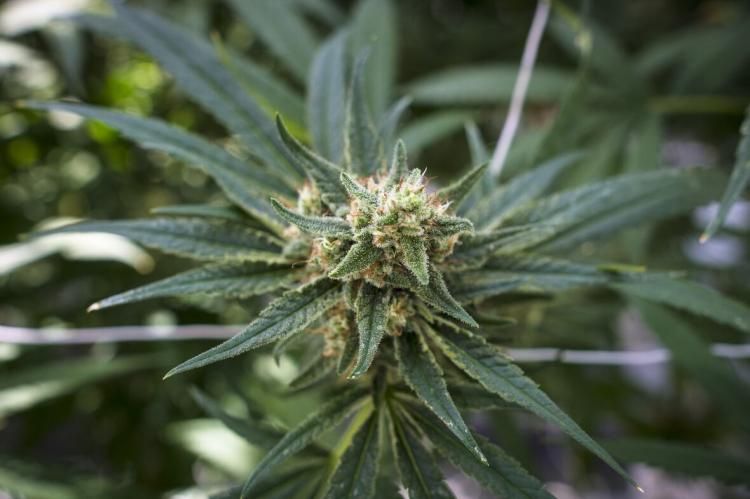 This One Thing Could Drive A New Wave Of Cannabis Legalization | High Green News buff.ly/35AU6Pe #highgreennews #cannabiscommunity #cannabisnews #cannabisculture