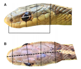 ICB_journal's tweet photo. Fascinating research @Bill_Ryerson !

"Through their first year of life, I found
effects of both diet as well as the captive environment resulting in differences in head size..." 

https://t.co/sedHRufkkl

#conservation #snakes #Morphology #morphologists #biologists #science https://t.co/eywzpL5MmX