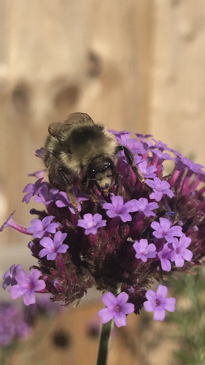 SallyB146's tweet photo. Not sure if I’m seeing things, but this couldn’t be a shrill carder bee in my north Cardiff garden could it @olds_liam @B_Strawbridge @TheGreenJeanie ??? https://t.co/M8VwcuffgE