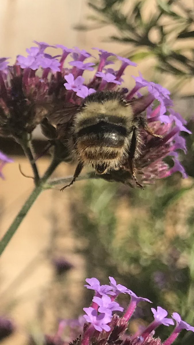 SallyB146's tweet photo. Not sure if I’m seeing things, but this couldn’t be a shrill carder bee in my north Cardiff garden could it @olds_liam @B_Strawbridge @TheGreenJeanie ??? https://t.co/M8VwcuffgE