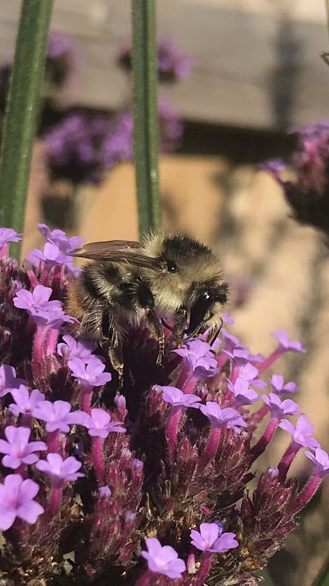 SallyB146's tweet photo. Not sure if I’m seeing things, but this couldn’t be a shrill carder bee in my north Cardiff garden could it @olds_liam @B_Strawbridge @TheGreenJeanie ??? https://t.co/M8VwcuffgE