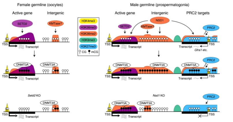 Nature Genetics tweet media