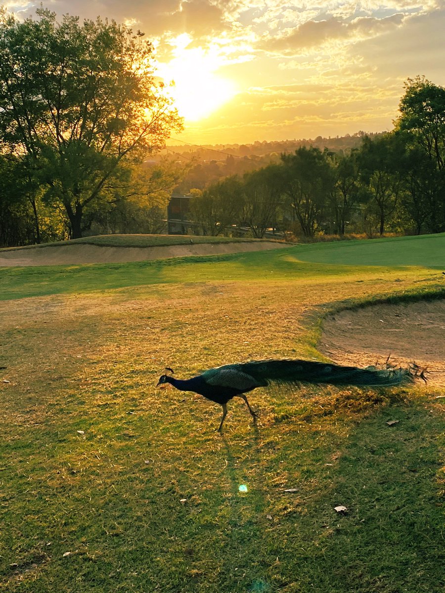 Sunset on Bushwillow #springsunset #randparkgolf