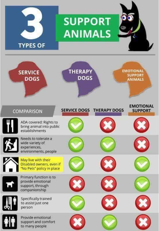 esafamilyorg's tweet photo. Here is a general overview of 3 types of Support Animals. 
1. Service dogs.
2. Therapy dogs.
3. Emotional Support Animals. 

To read blogs on Emotional Support Animal click the link below.

🌐 https://t.co/gMYYBYe5NC
📧contact@esafamily.org
📞+1-818-900-9694

#cat #dog #pets #esa https://t.co/k4HqQI0eIS