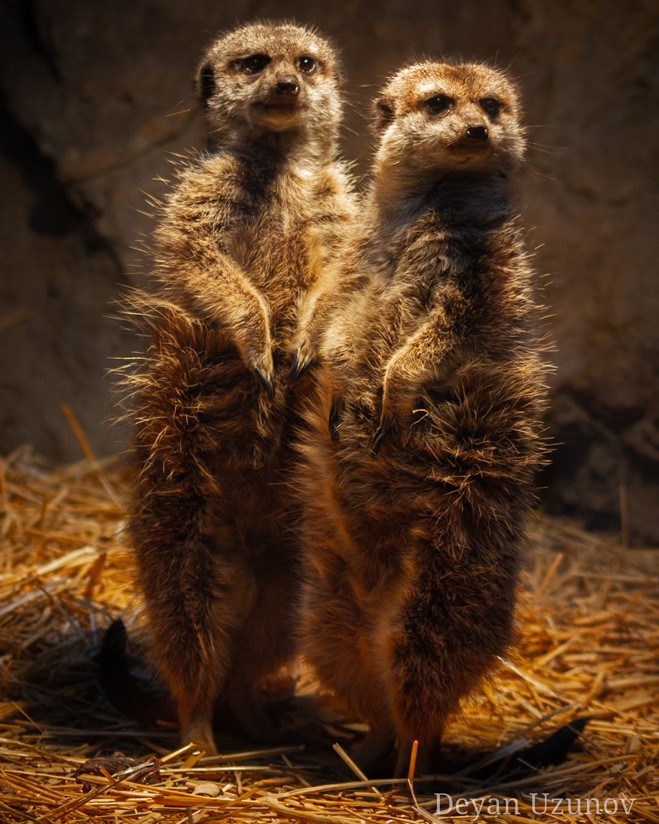 DeyanUzunov's tweet photo. A Meerkat Couple
#Meerkats #SofiaZoo #cuteanimals https://t.co/Sj6Gm0VMF3