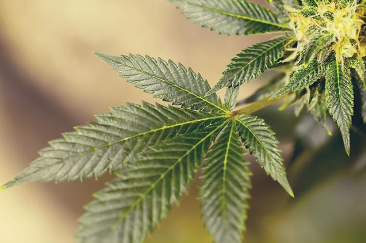 Nebraska Supreme Court Blocks November Medical Cannabis Vote | High Green News buff.ly/35zySBf #highgreennews #cannabiscommunity #cannabisnews #cannabisculture