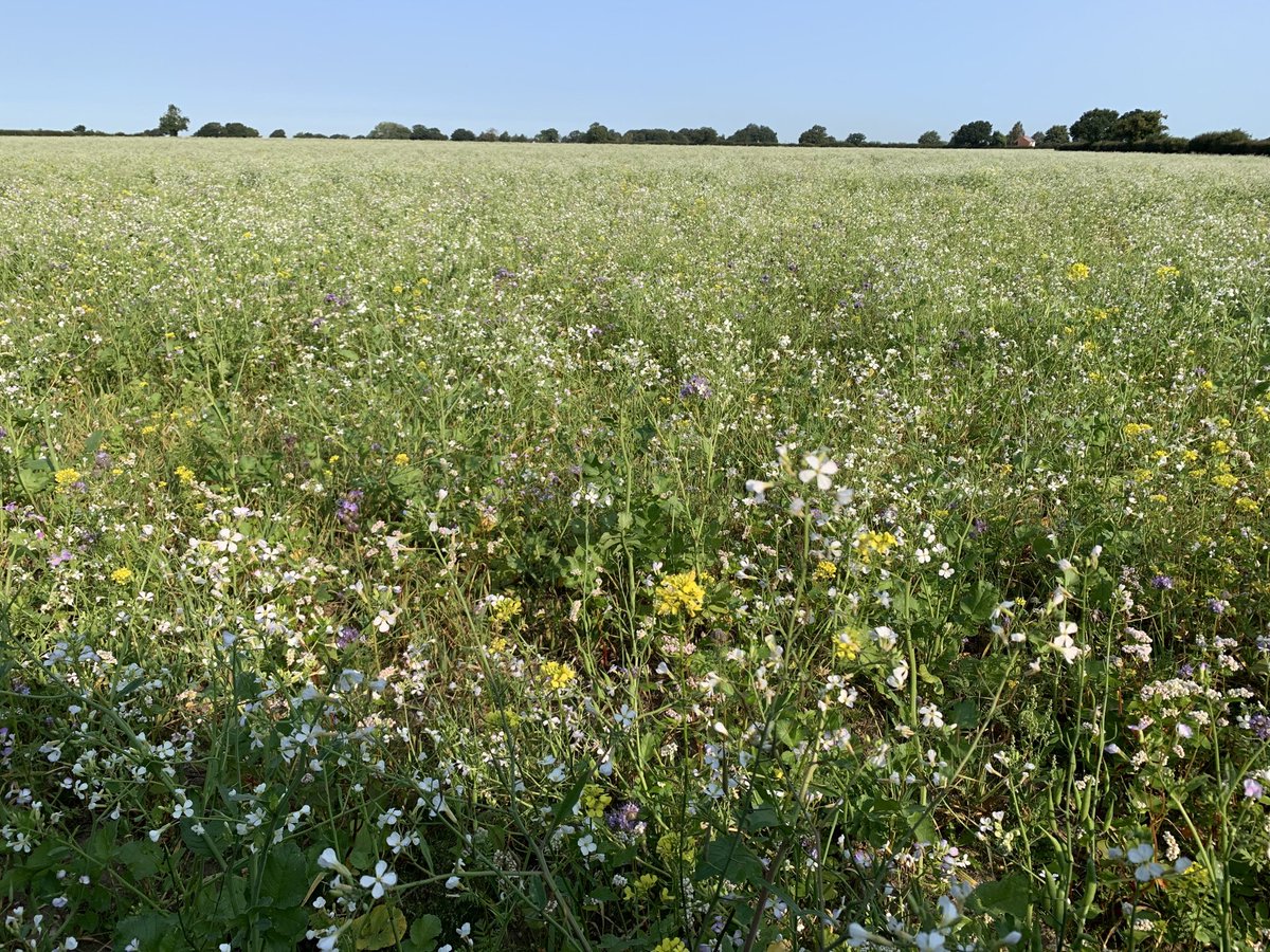 ⁦<a href="/OakbankGame/">Oakbank Game</a>⁩ catch crop looking awesome under the September sun fixing nitrogen and Carbon sequestration #soil #RegenerativeAgriculture <a href="/Wensumfarmers/">Wensum Farmers Group</a>⁩ ⁦@kissthegroundoc⁩ #agricology