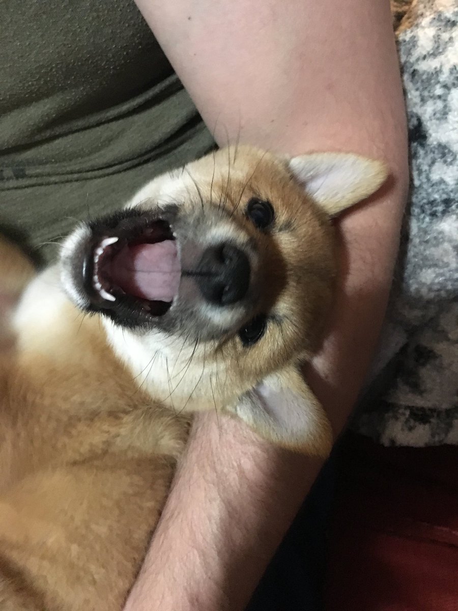 stash00's tweet photo. Happy Ember, sleepy Ember! https://t.co/VWOYV7h6Mc