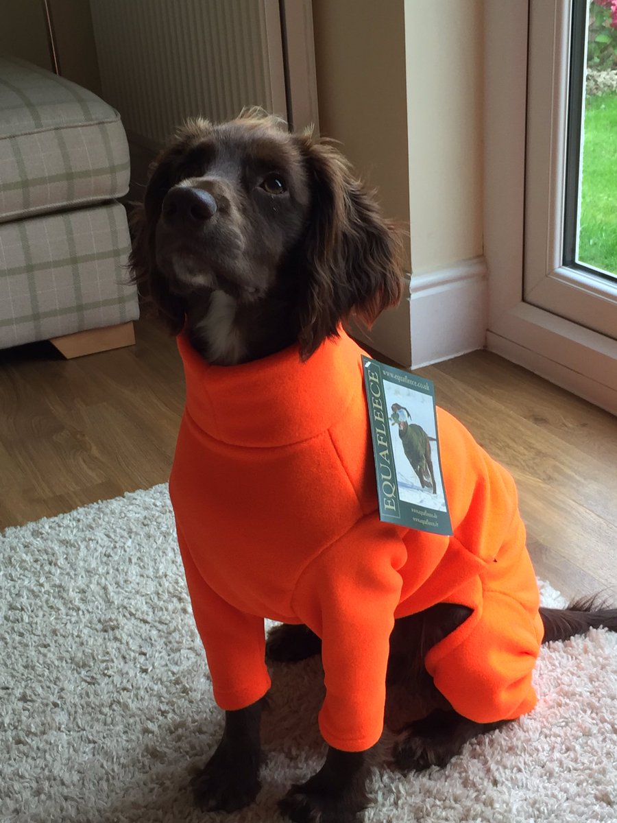 jachutton1's tweet photo. All set for winter 🥶 Thank you so much to the team @equafleece for helping us find the perfect fit. Rocking the blaze orange 🍊#equafleece #chocolateworkingcocker #toffee https://t.co/KX10EAzJzt