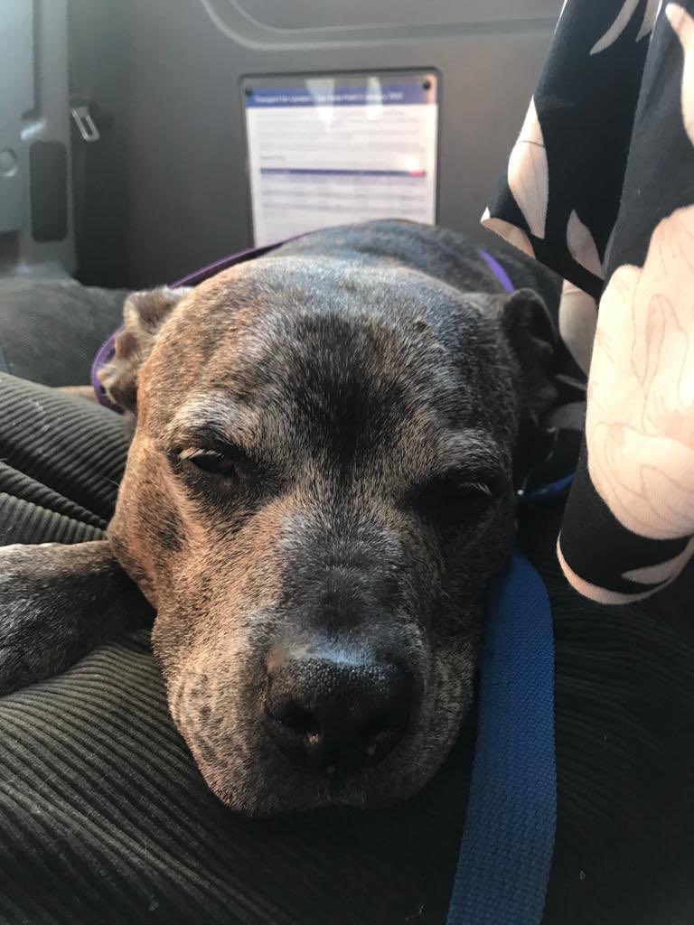 TheLudlows's tweet photo. #wheresNed it’s been a long day for old Ned. But he enjoyed giving the winners of the @AllDogsMatter charity auction a day of sight seeing. https://t.co/y55yhuldGB