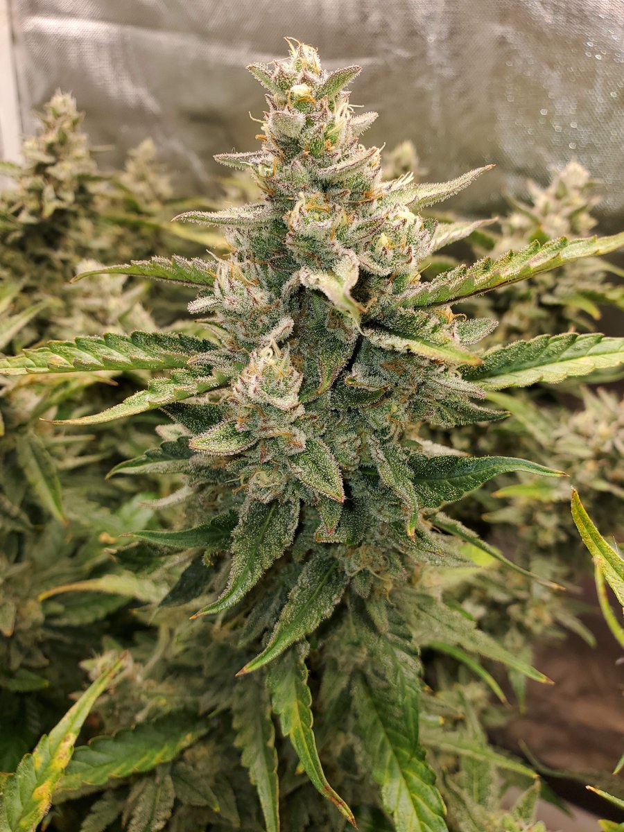 Fast_Buds's tweet photo. Topped, Mainlined, and Defoliated 🤯 This gal got some heavy training and looks great!
🌱: #BlueDreamMatic
🧑🌾: ‘Canatomatoes’
📍: @grow.diaries
🏠Indoor 🥥Coco 🌕24/0 🏺7Gal
#BlueDreamAuto https://t.co/ovy7tikHeS