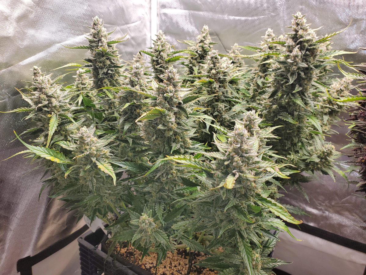 Fast_Buds's tweet photo. Topped, Mainlined, and Defoliated 🤯 This gal got some heavy training and looks great!
🌱: #BlueDreamMatic
🧑🌾: ‘Canatomatoes’
📍: @grow.diaries
🏠Indoor 🥥Coco 🌕24/0 🏺7Gal
#BlueDreamAuto https://t.co/ovy7tikHeS