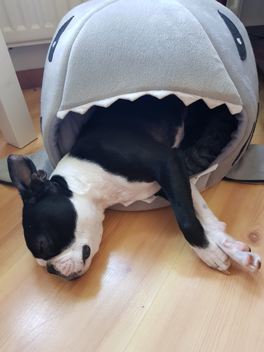 Per_Andreasson's tweet photo. Elsa re-enacting Quints death- scene from my favourite-movie Jaws. #Quint #Jaws #WereGonnaNeedaBiggerBoat #TheDailyElsa https://t.co/Zjdv4tfDNE