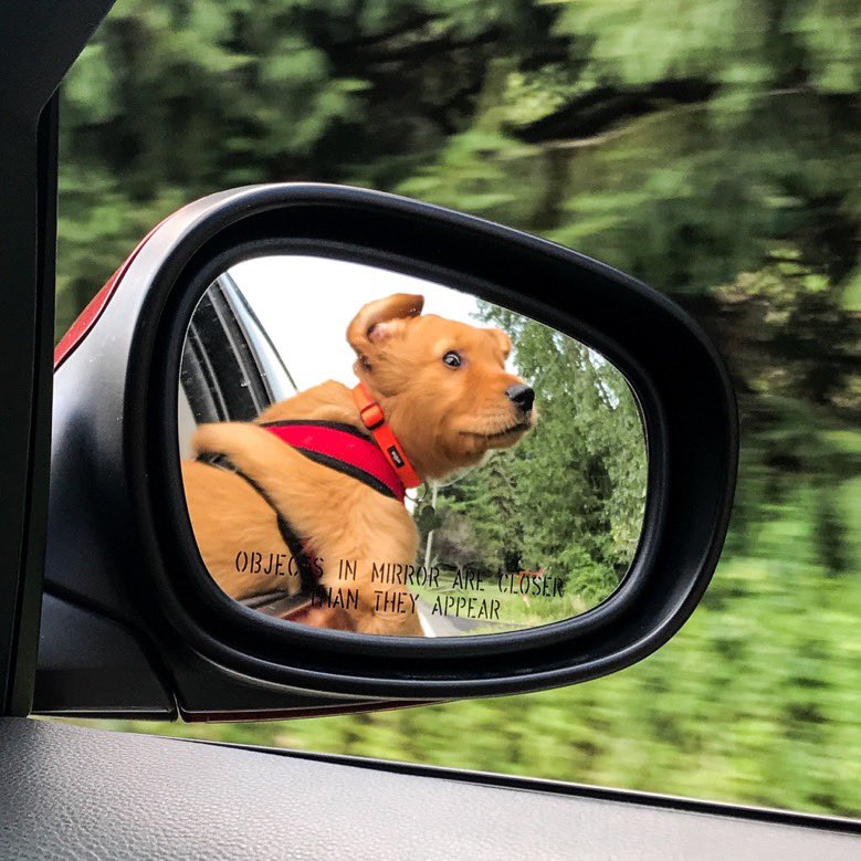 WeRateDogs tweet media