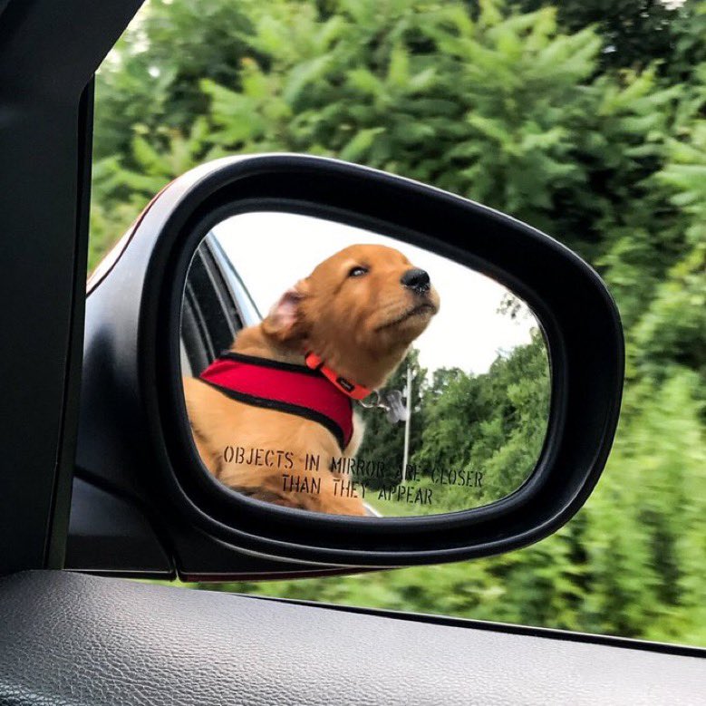 WeRateDogs tweet media