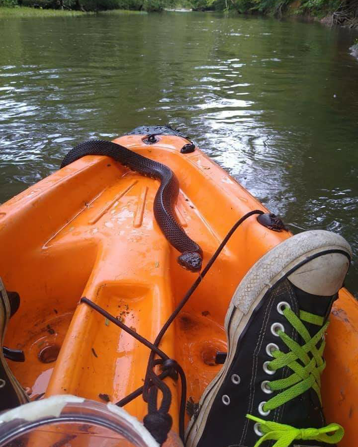 Rougaroutackle's tweet photo. This pic has been circulating on various pages for a while now.  Our curiosity is high.  How would you react? Whats your next move? #rougaroutackle #teamrougarou #fishwildly #bassfishing #largemouthbass #basstronomical #tungstenweights #noperope https://t.co/9OnWC1H7l3