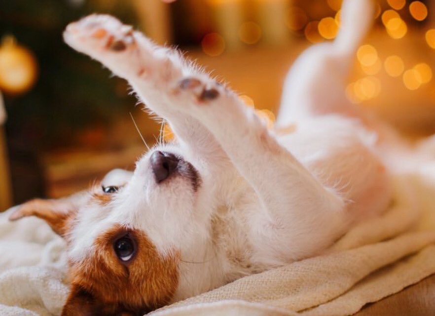 DogLoversForev2's tweet photo. Do you like to play with me? Please 🥺🐶🥰
.
.
.
.
#dog #dogs #pup #pups #puppy #puppylove #doglove #doglover #playtime #playing #find #dogstory #doglifestyle #doglife #dogquotes #ilovemydog #mydog #mypuppy #lovelypuppy #followforfollowback @dogsnotdudes @DeniseK_USA @usa_pitbull https://t.co/dVdVgnKuVl
