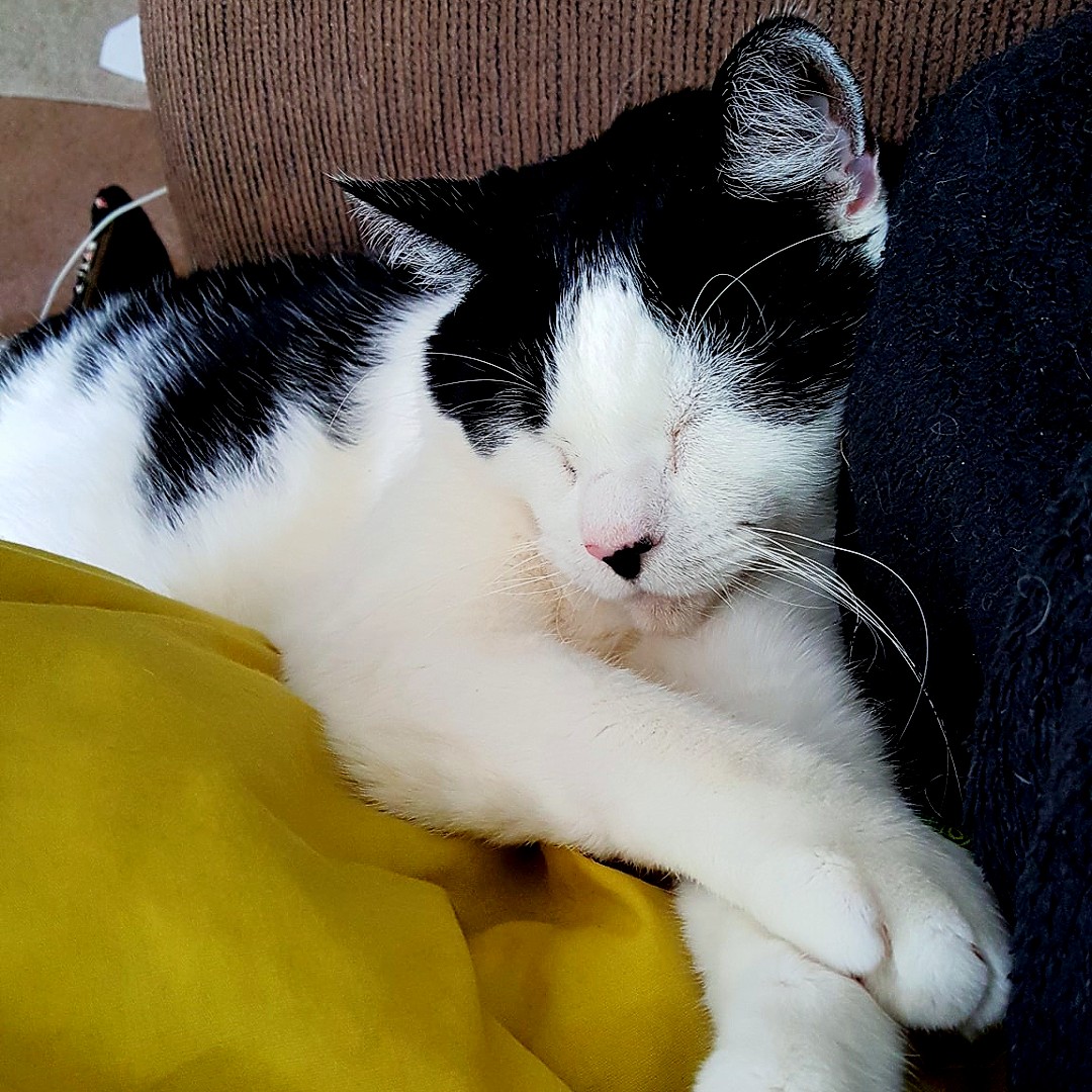 Bloomhomesrvcs's tweet photo. This snugly bug is our featured pet of the week! Big thanks to Terra for sharing this adorable picture of Squeekers!
#FeaturedPets #PetoftheWeek #BloomPets https://t.co/ZslfSzXARk