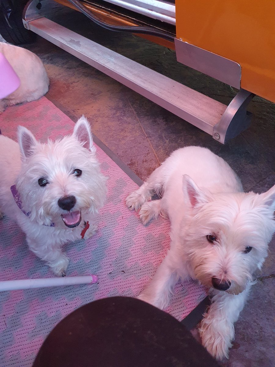 Today wees have gone on uz Holibobs too camp in Radley Roobie and Rozies Garden as yoo can see Auntie Charlie iz feeling mush bewwa wees luvs Er and Da three Amigos #ZSHQ #Ruffriderz <a href="/RooRadley/">Roobie, Radley & Rozie WestieGreenHQ</a> wees had chiggen nuggits for tea 😄😁😆😅🤣