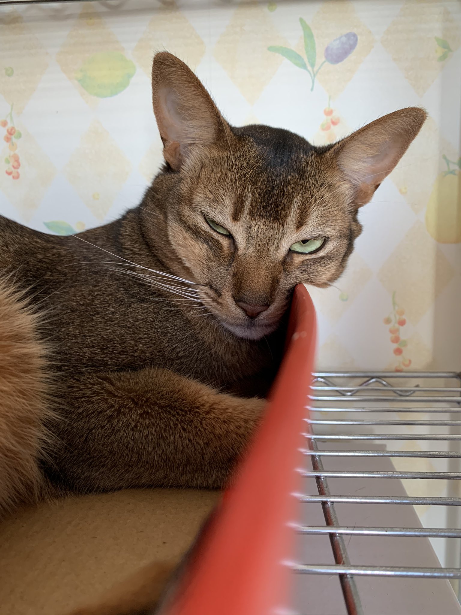 Myu ほっぺに寝跡 W 猫好きさんと繋がりたい にゃんこ Cat 猫 T Co Zumtmczry4 Twitter Myu ほっぺに寝跡 W 猫好きさんと繋がりたい にゃんこ Cat 猫 T Co Zumtmczry4 Twitter