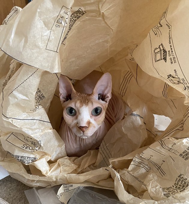 He absolutely thinks he’s helping https://t.co/s4dUL1C8qe