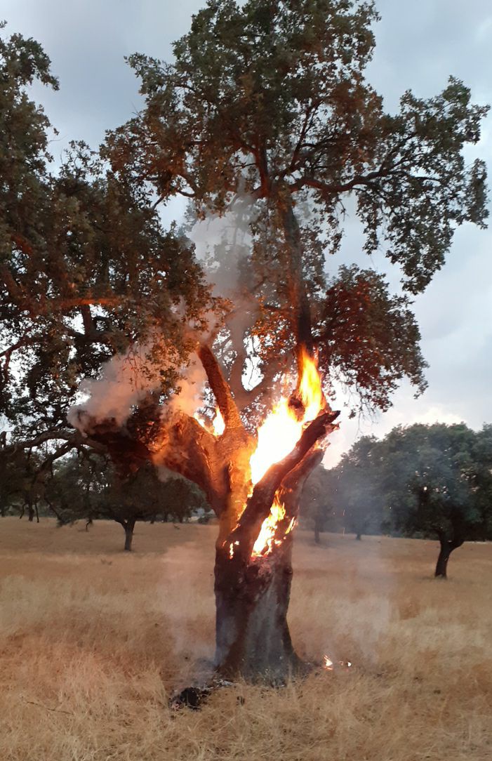 PLANINFOEX's tweet photo. 🔥 #14deSeptiembre | ⛈ Jornada entretenida que cerramos con 12 intervenciones:
📍Valdetorres
📍Cuacos de Yuste
📍Don Benito 
📍Logrosan
📍Torrejón el Rubio
📍Navaconcejo
📍Arroyo de San Serván
📍Malpartida de Plasencia 
📍Serrejón 👉🌩📷
📍El Torno
📍Tejeda de Tiétar
📍Hervás https://t.co/bwG9WdmMcJ