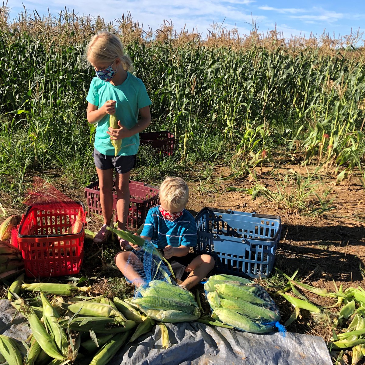 AFACfeeds's tweet photo. 🌽🌽🌽 Thank you to Cline's Farm for allowing volunteers to glean fresh corn from their fields to help feed families in need! 🌽🌽🌽 #afacfeeds #volunteer4afac #gleaning #HungerActionMonth #afacHAM https://t.co/f7gy8Vtpc7
