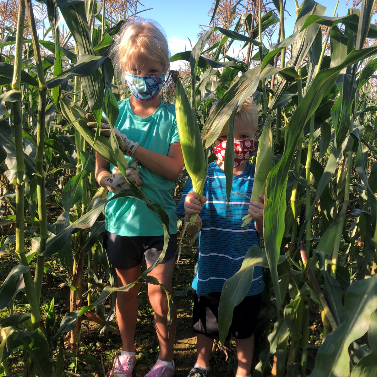 AFACfeeds's tweet photo. 🌽🌽🌽 Thank you to Cline's Farm for allowing volunteers to glean fresh corn from their fields to help feed families in need! 🌽🌽🌽 #afacfeeds #volunteer4afac #gleaning #HungerActionMonth #afacHAM https://t.co/f7gy8Vtpc7