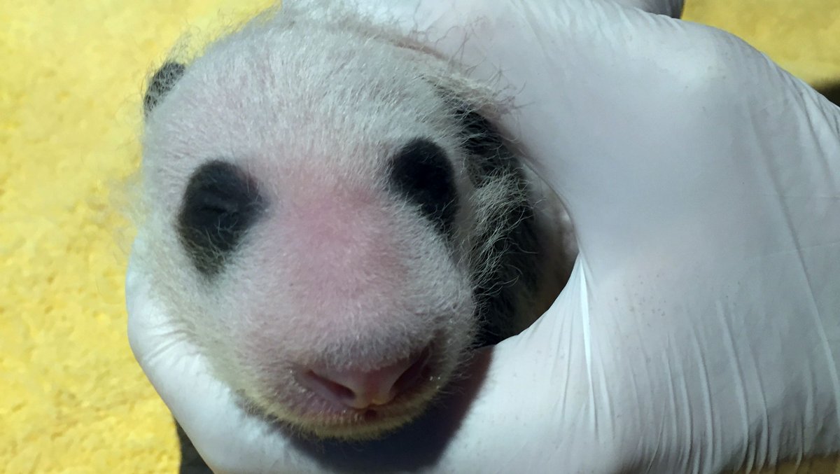 NationalZoo's tweet photo. 🐼❤️ Exciting news! When giant panda Mei Xiang left the den yesterday to eat some bamboo, the panda team was able to retrieve her 3-week-old cub for its first neonatal exam. ✏️ READ THE UPDATE: https://t.co/MahojQQElB. #PandaStory #PandaCubdates https://t.co/Y8mz4Q2EXB