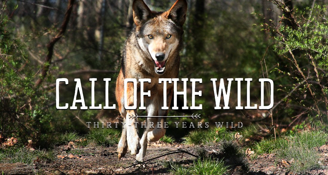 nywolforg's tweet photo. WOLF FACT!
The red wolf reintroduction was among the 1st instances of a species considered extinct in the wild, being re-established from a captivity. The effort served as a model for subsequent reintroductions, particularly gray wolves to Yellowstone + Mexican grays to the SW! https://t.co/SoGKvlrQsj