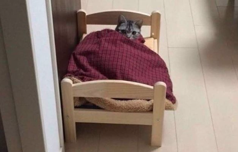 imagensNadaAve's tweet photo. Ei humano, apaga a luz, não sabe que tenho uma briga no telhado as 3 da manhã? https://t.co/biz6ER679S
