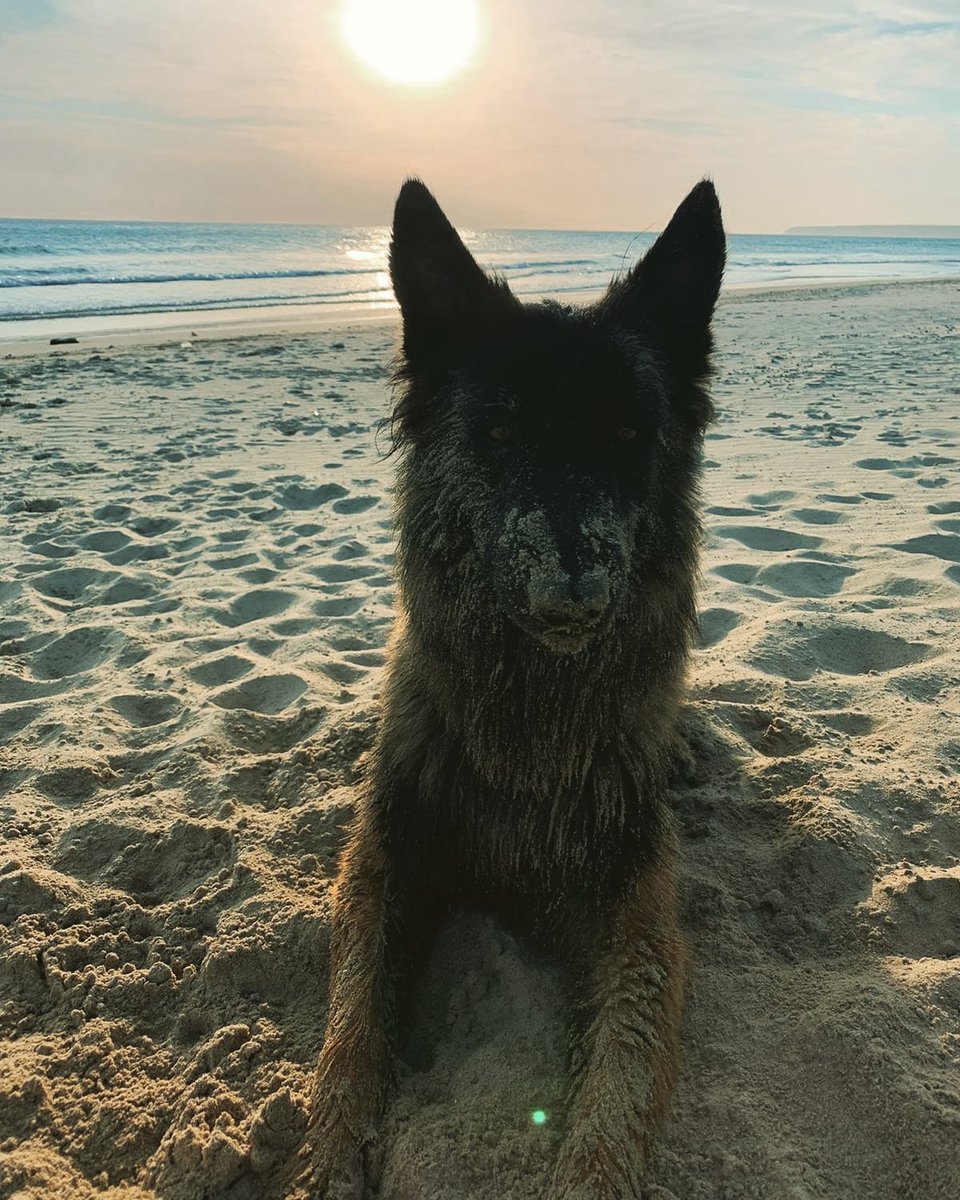 Ghost, un gran Pepo mimoso y juguetón, pero dando cariño es el mejor.
#siemprejuntos
#yotengounpepo
#proyectopepo
#mujervaliente
#NiUnaMenos
#securitydog