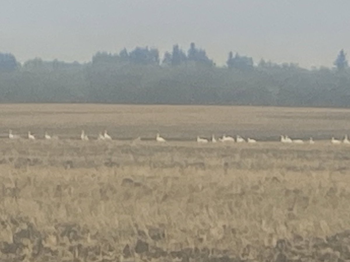 WheatGeerJJ's tweet photo. Snow geese.
#isthatasign? https://t.co/ibcyxQNHt5