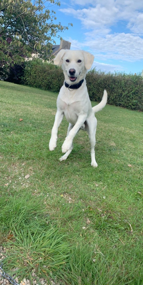 eniluapbb's tweet photo. mon chien a disparu depuis cet après midi 13h à Santec :((
Merci de faire tourner le message ceux qui sont des alentours! 
Type labrador blanc, porte un collier noir, silhouette très fine 🙏🏻🙏🏻🙏🏻🙏🏻 https://t.co/uSzaT7ATt3