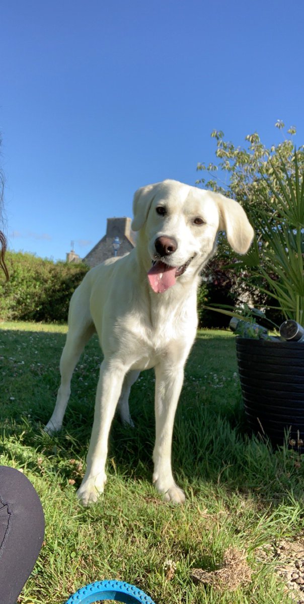 eniluapbb's tweet photo. mon chien a disparu depuis cet après midi 13h à Santec :((
Merci de faire tourner le message ceux qui sont des alentours! 
Type labrador blanc, porte un collier noir, silhouette très fine 🙏🏻🙏🏻🙏🏻🙏🏻 https://t.co/uSzaT7ATt3