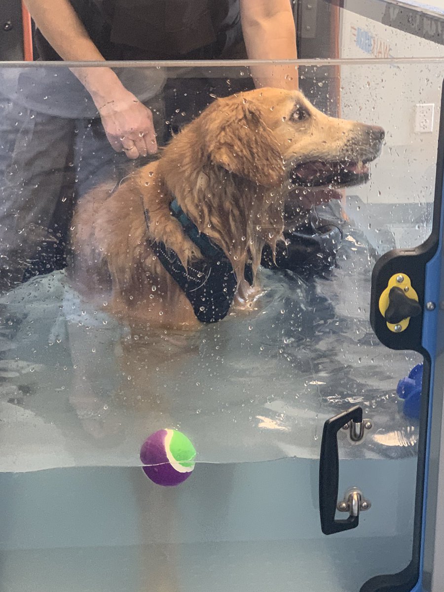 Auggie on the treadmill. #CareCreditSweepstakes