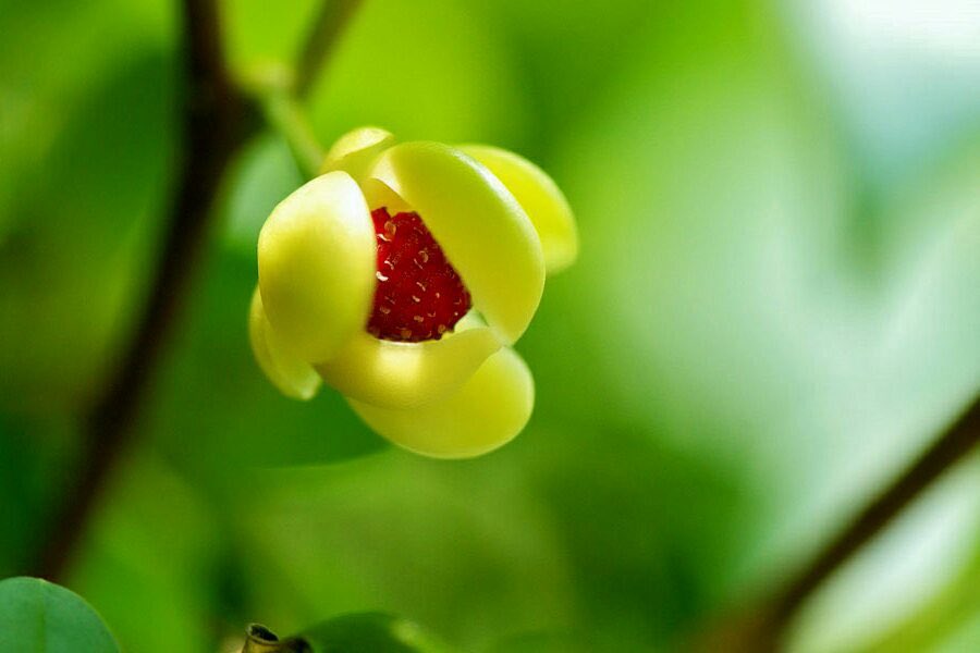 花 9月15日の花 サネカズラ 実蔓 花言葉 再会 マツブサ科サネカズラ属 学名 Kadsura Japonica 別名 ビナンカズラ 美男葛 茎の粘液は整髪料 鬢 びん 付け油の原料 再会 佐伯孝夫 逢えなくなって初めて知った 海より深い恋心 こんなに