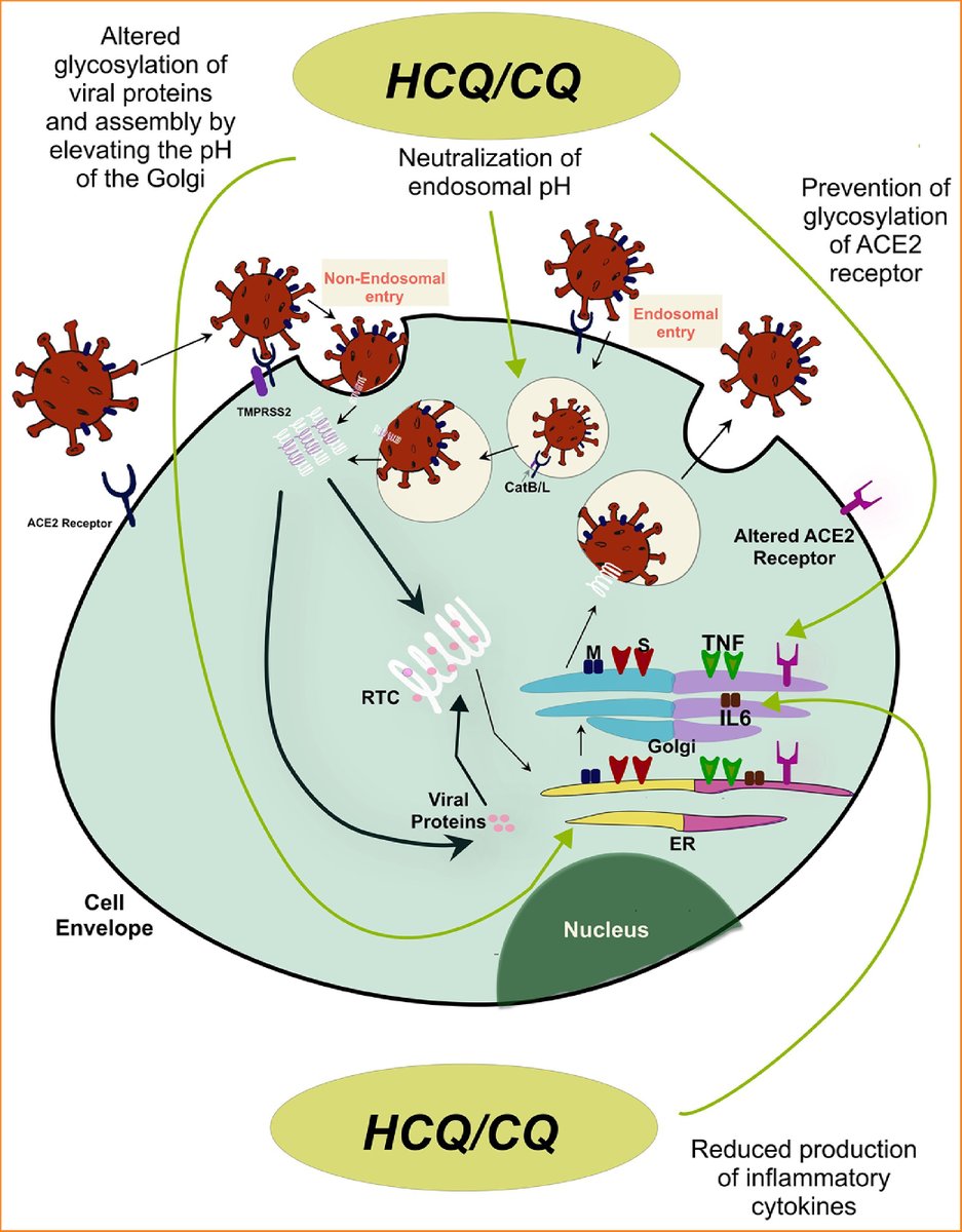 FREE TO ACCESS
"Antimalarials as Antivirals for COVID-19: Believe it or not!" by Saha et al. 
amjmedsci.org/article/S0002-…