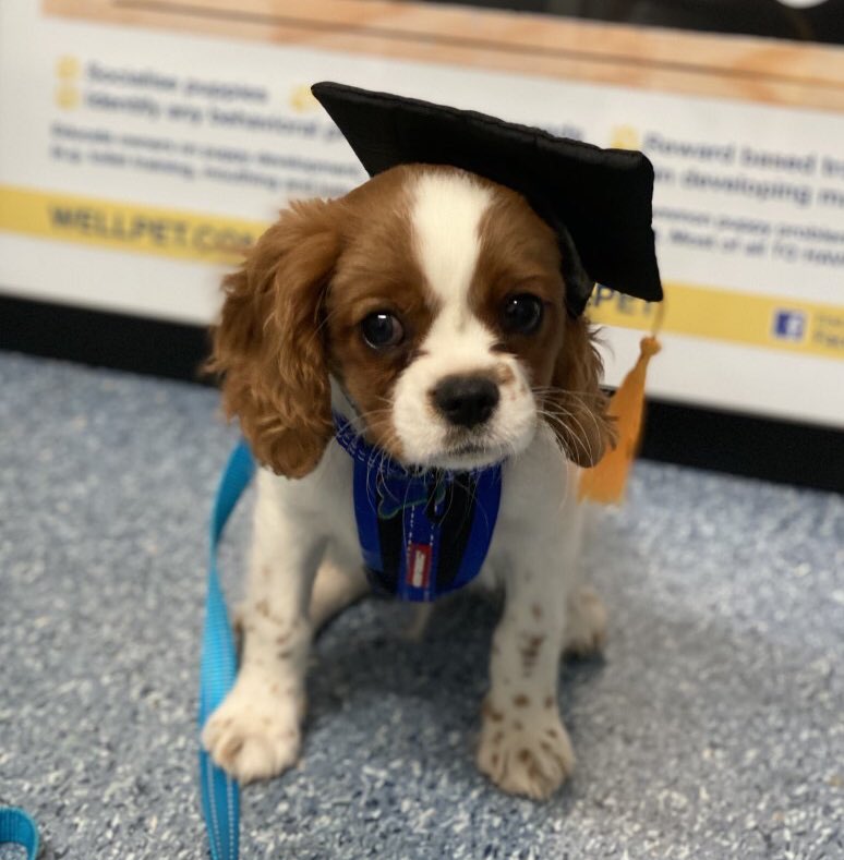 So many challenges these dayz...but “Milo”graduated puppy pre-school and suddenly the world looks a little bit brighter. #GoMilo  #smile #SeeTheSunshineThroughTheRain