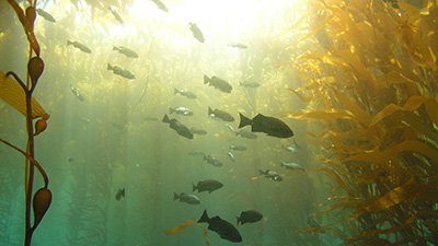 The power of community-based science in action! A team of scientists and countless volunteers from 14 different organizations, including <a href="/SDSU/">San Diego State University</a> and @SDSU_CMIL, joined forces to document the northward migration of kelp forests on the West Coast due to warming waters.