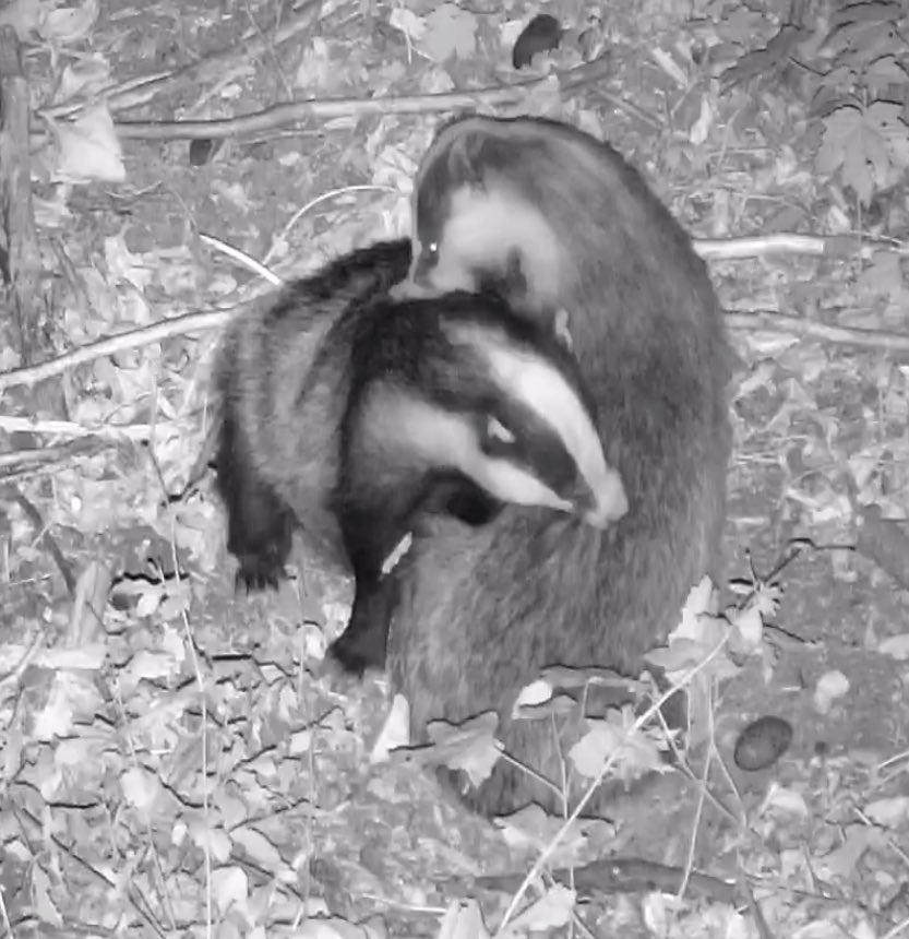 RichardHCNourse's tweet photo. Watching two badgers grooming each other is about as amazing as anything you could see. #nocull #stampoutTB #vaccination ⁦@domdyer70⁩ ⁦@BadgerTrust⁩ https://t.co/JL5iuJdy43